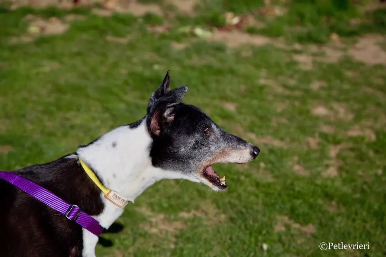 jollie adozione greyhound macao 6 1