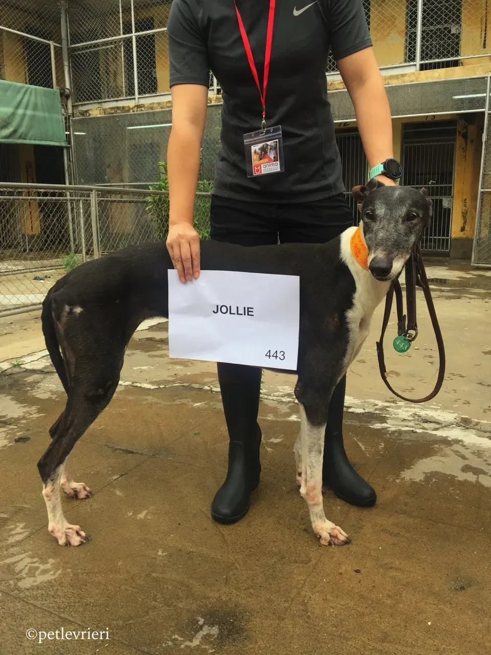 jollie adozione greyhound macao 6