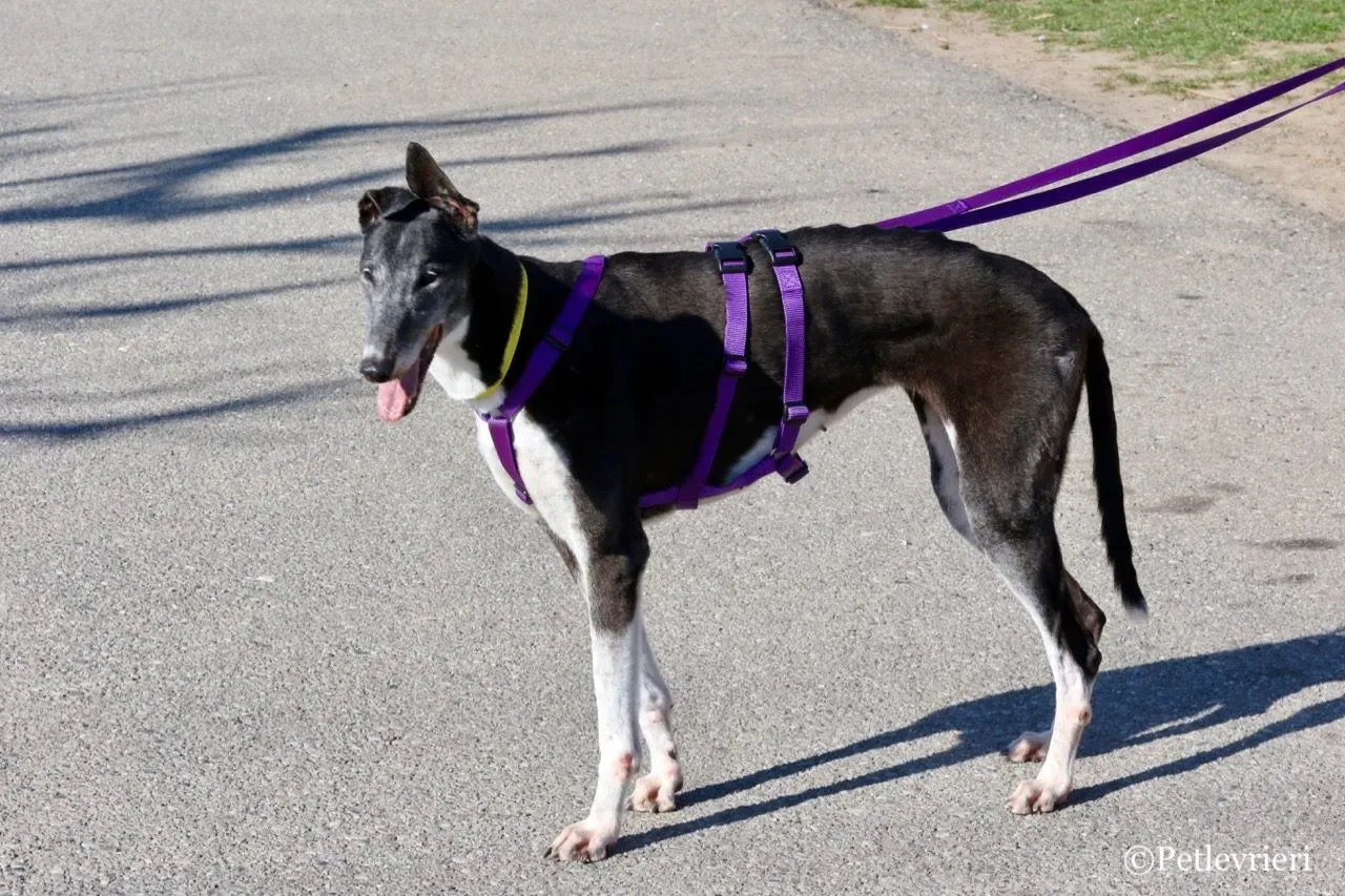 jollie adozione greyhound macao 7 1