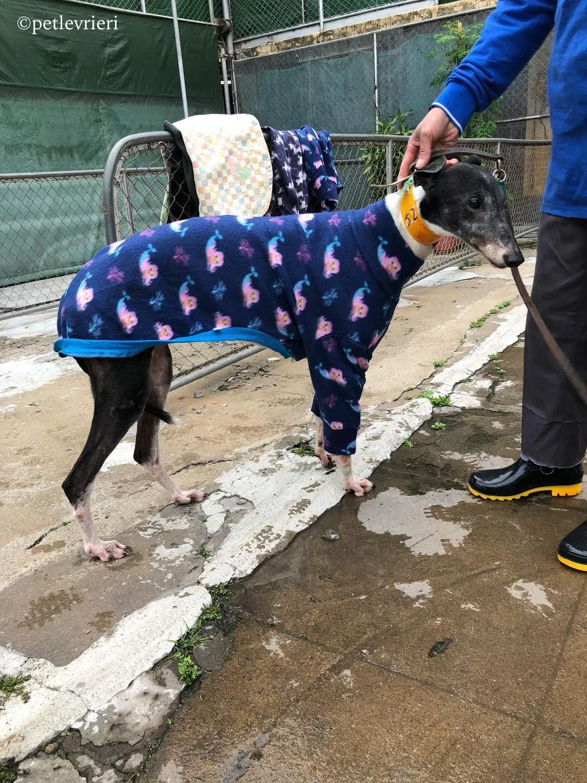 jollie adozione greyhound macao 7