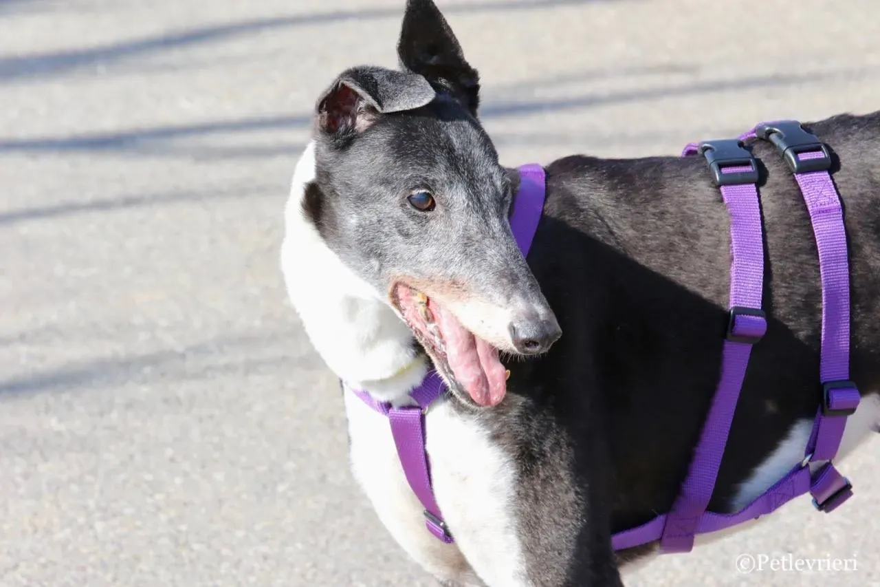 jollie adozione greyhound macao 8