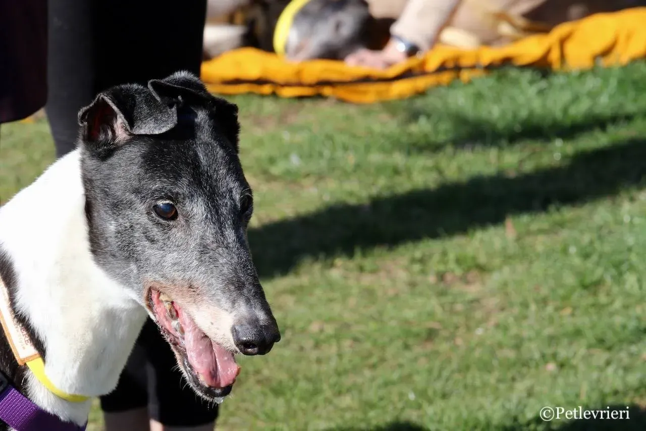 jollie adozione greyhound macao 9