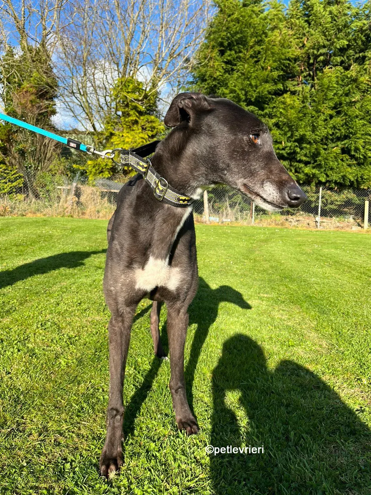 joseph greyhound adozione pet levrieri 01