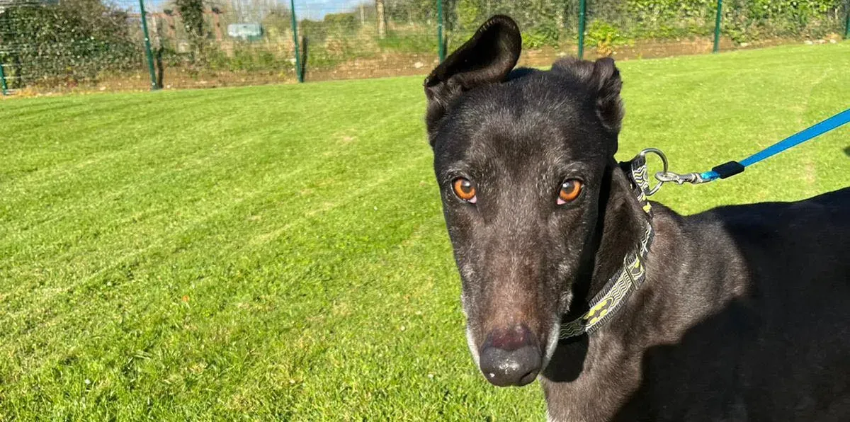 joseph greyhound adozione pet levrieri 02 e1650569984491