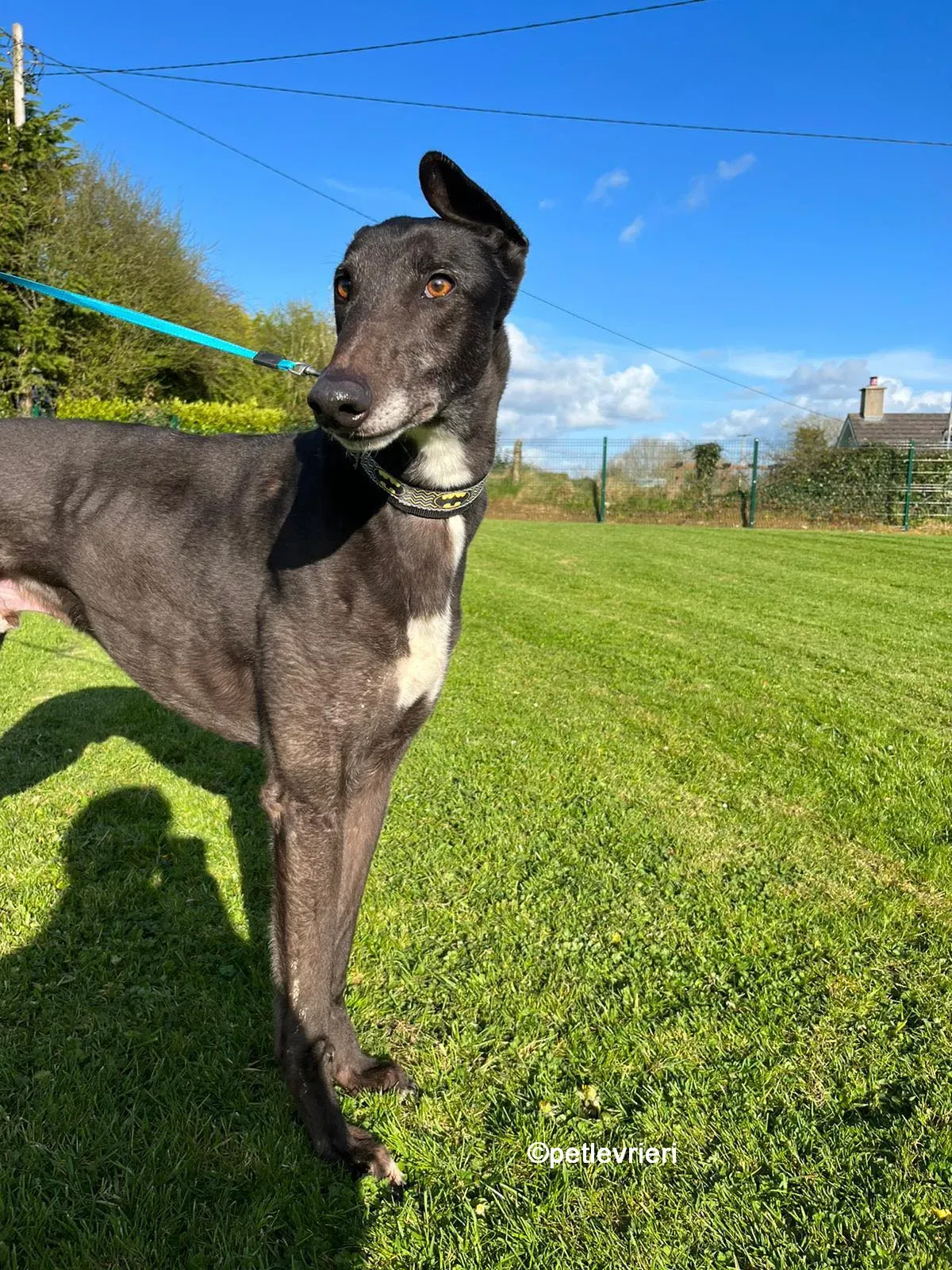 joseph greyhound adozione pet levrieri 03