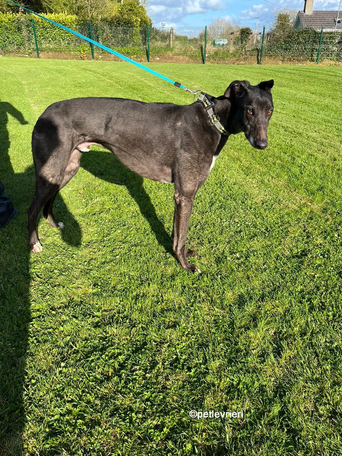 joseph greyhound adozione pet levrieri 04