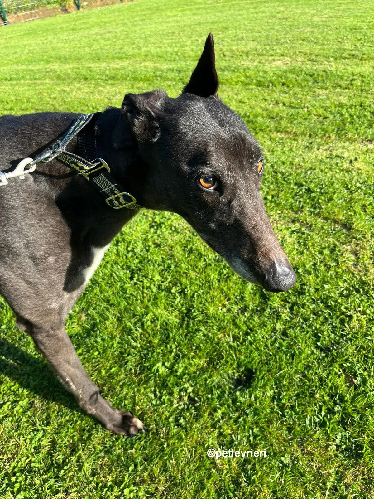 joseph greyhound adozione pet levrieri 05