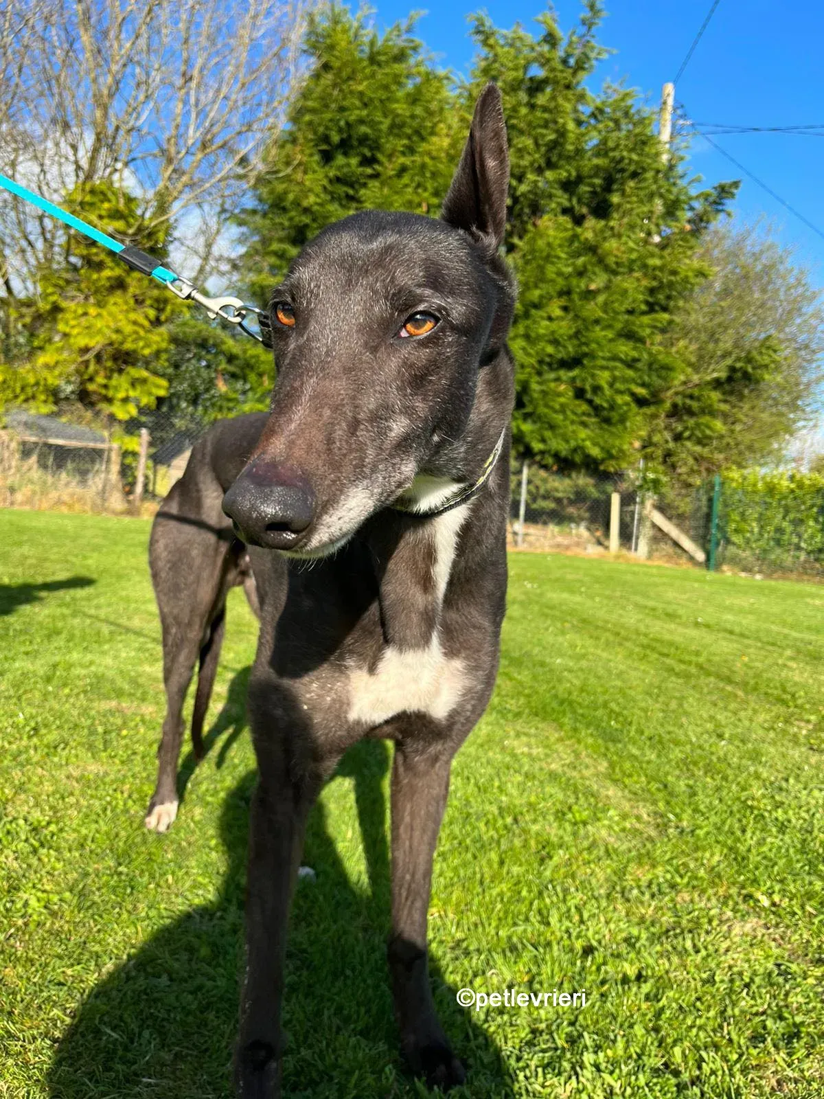 joseph greyhound adozione pet levrieri 06