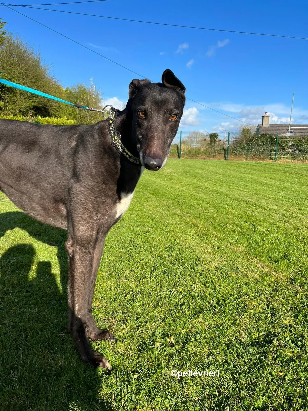 joseph greyhound adozione pet levrieri 07