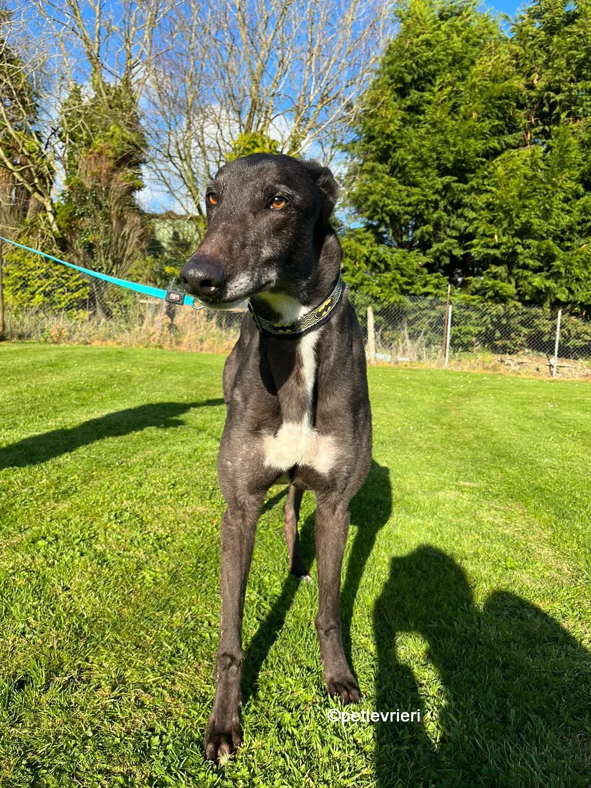 joseph greyhound adozione pet levrieri 08