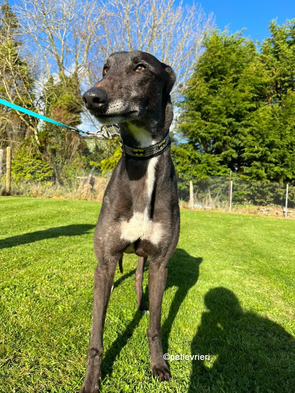 joseph greyhound adozione pet levrieri 09