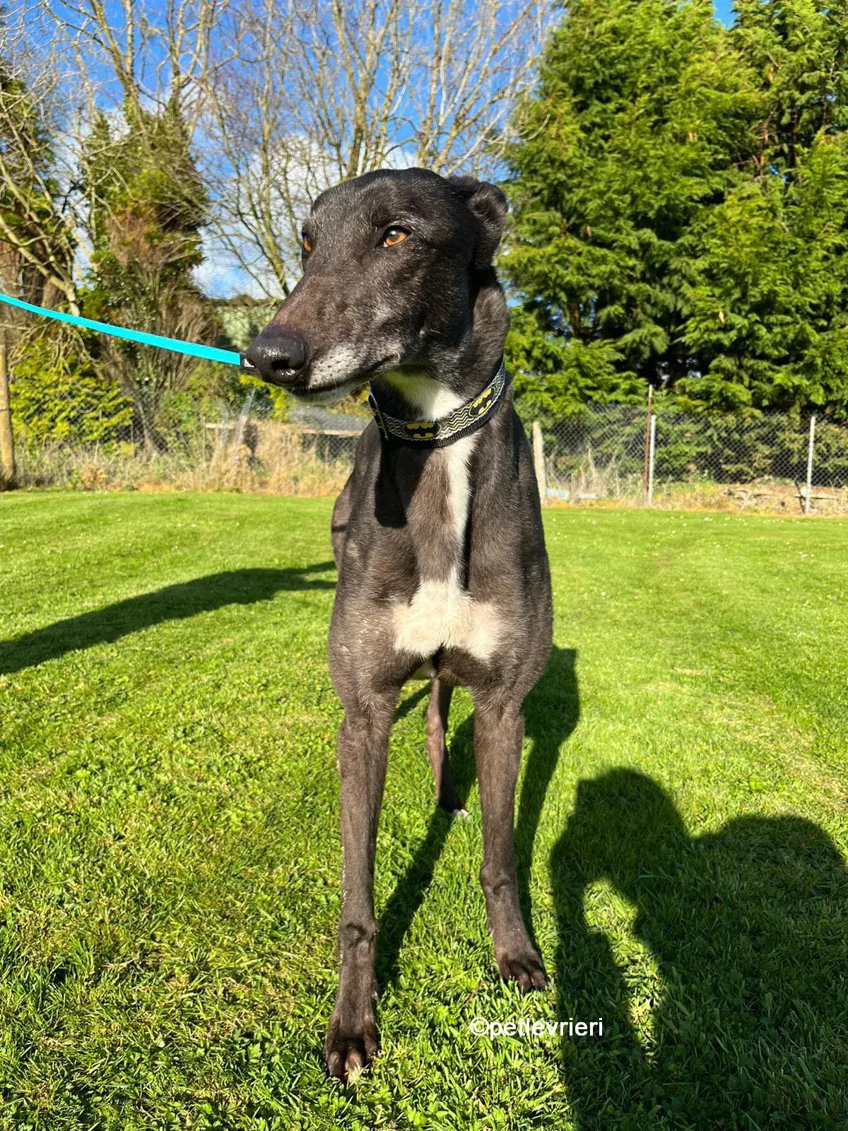 joseph greyhound adozione pet levrieri 10