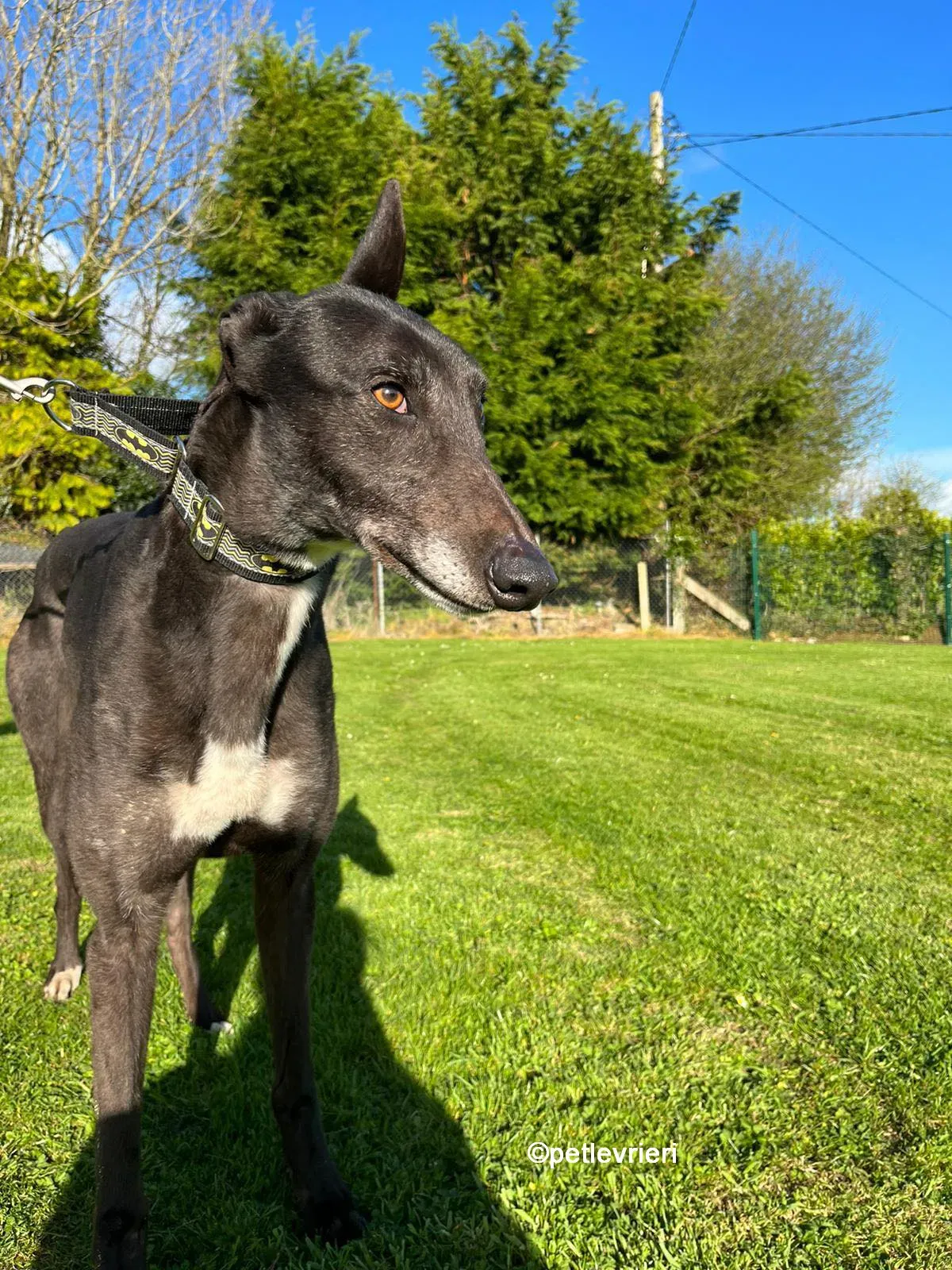 joseph greyhound adozione pet levrieri 11