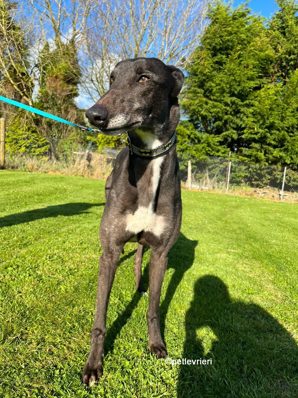 joseph greyhound adozione pet levrieri 12