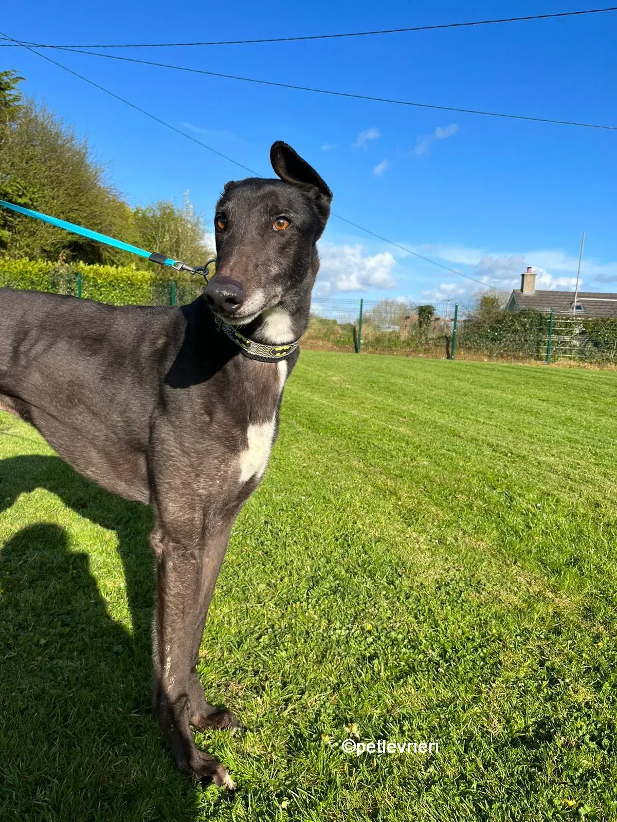 joseph greyhound adozione pet levrieri 13