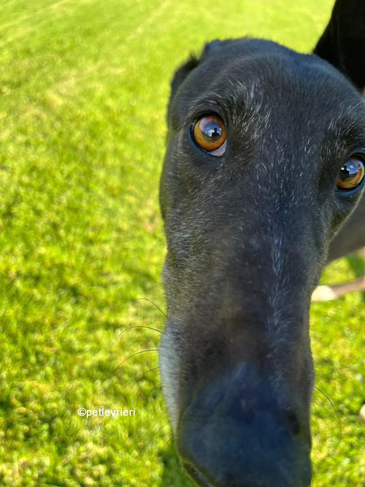 joseph greyhound adozione pet levrieri 14