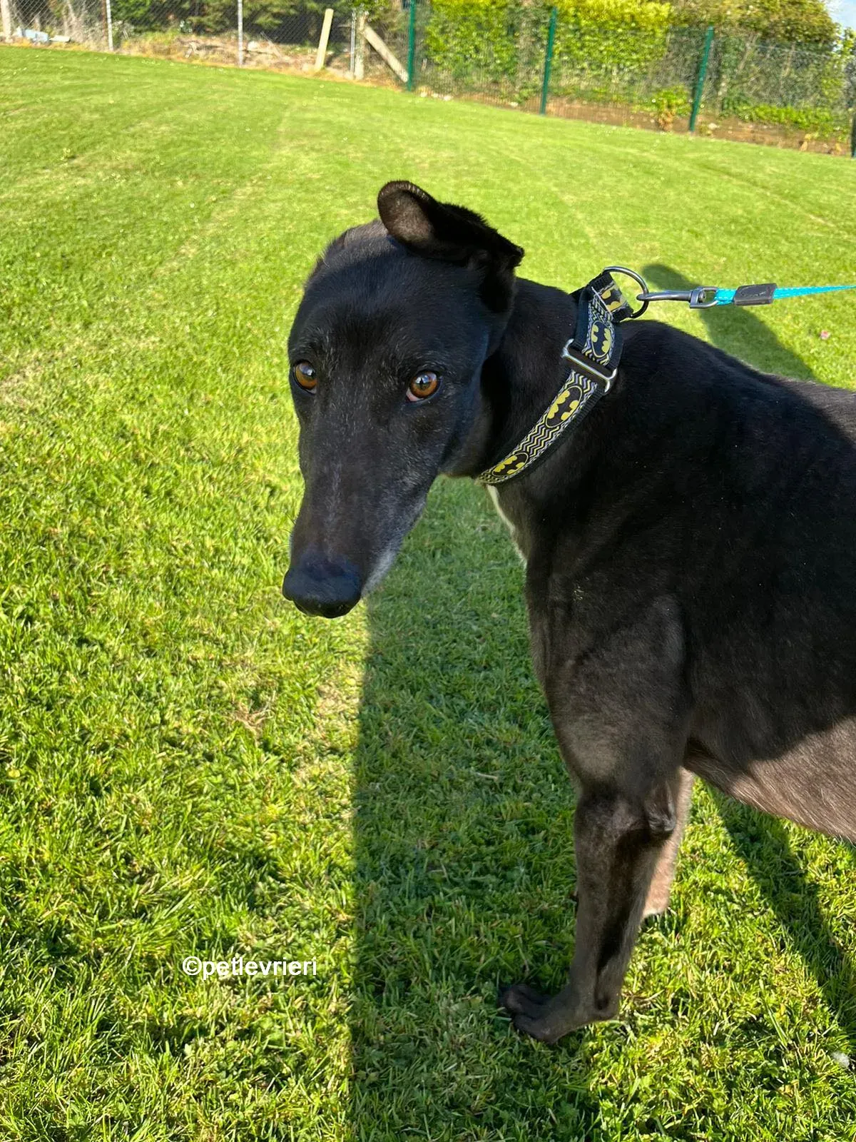 joseph greyhound adozione pet levrieri 15