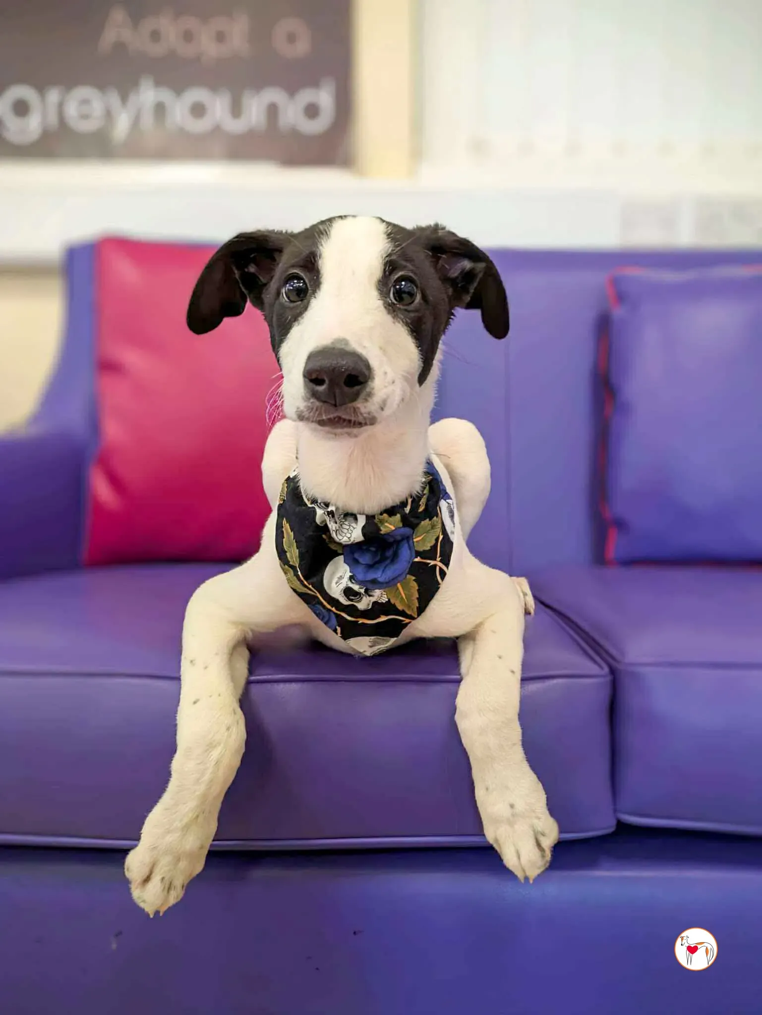 josh grey cucciolo adozione 01