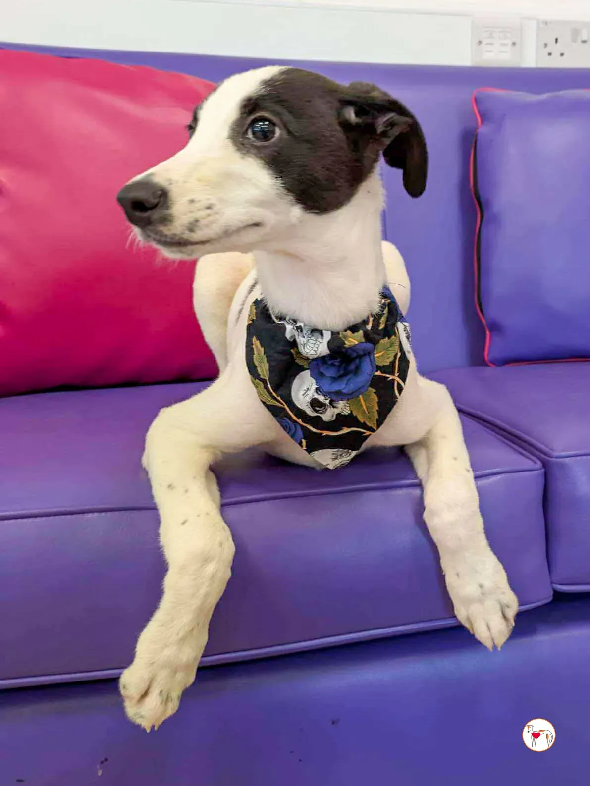 josh grey cucciolo adozione 02