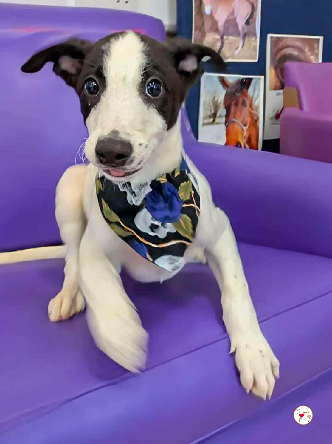 josh grey cucciolo adozione 03