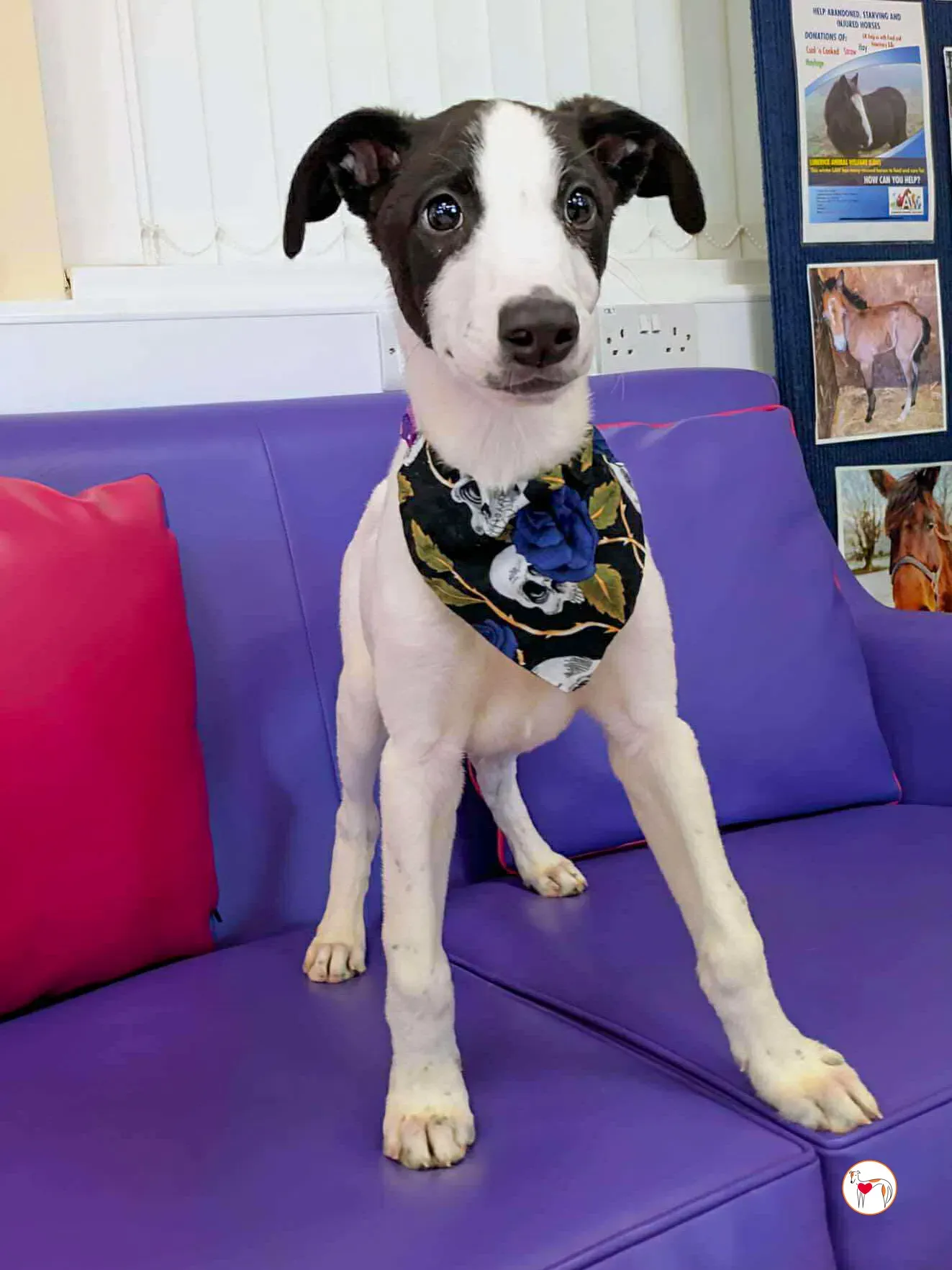 josh grey cucciolo adozione 04