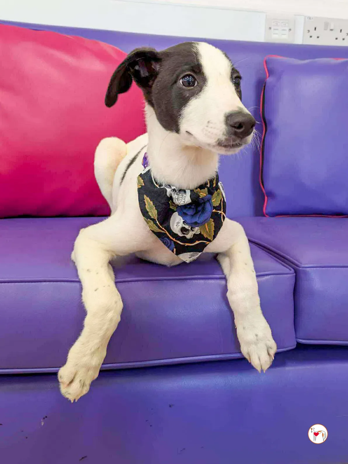 josh grey cucciolo adozione 05