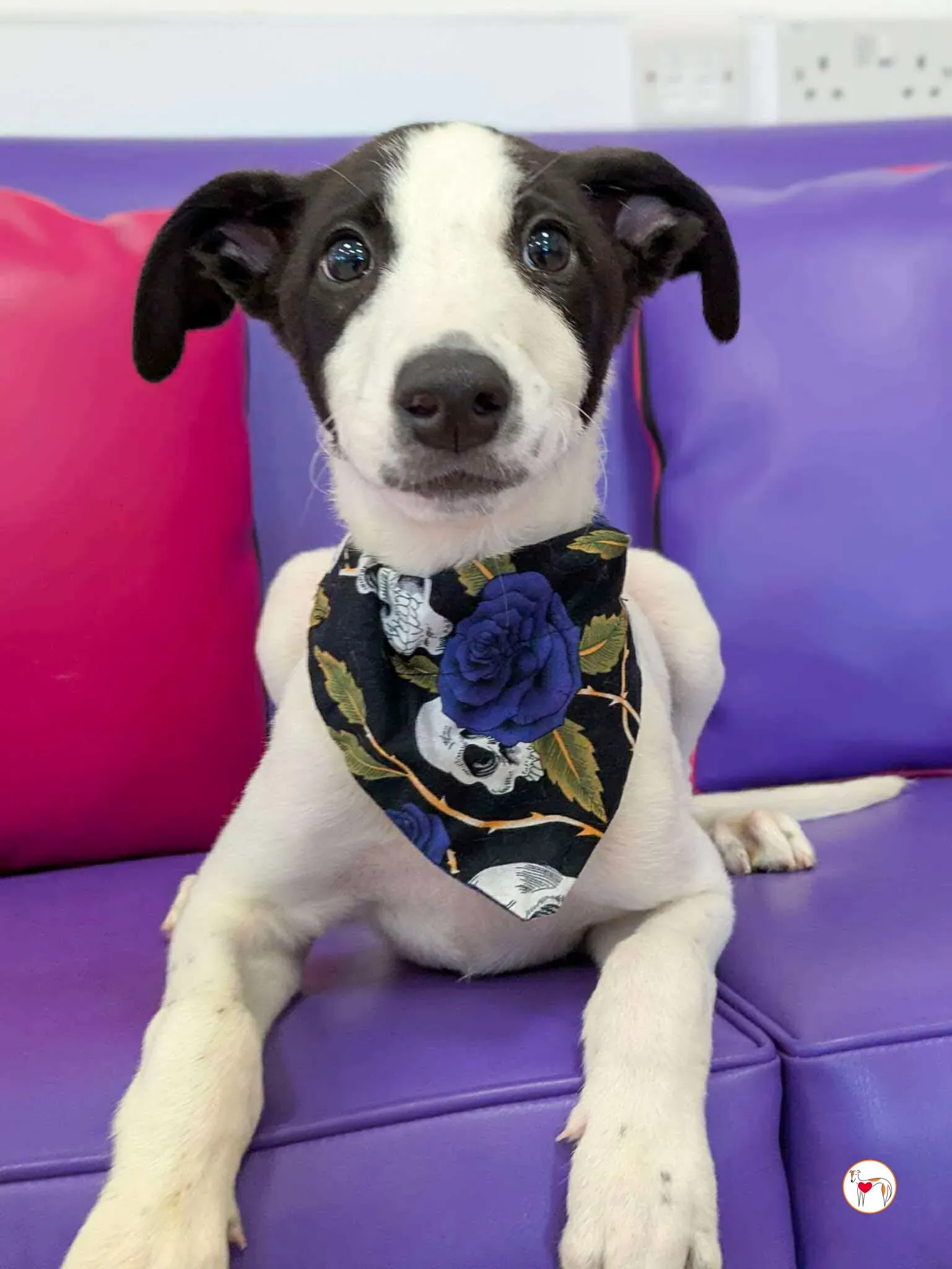 josh grey cucciolo adozione 06