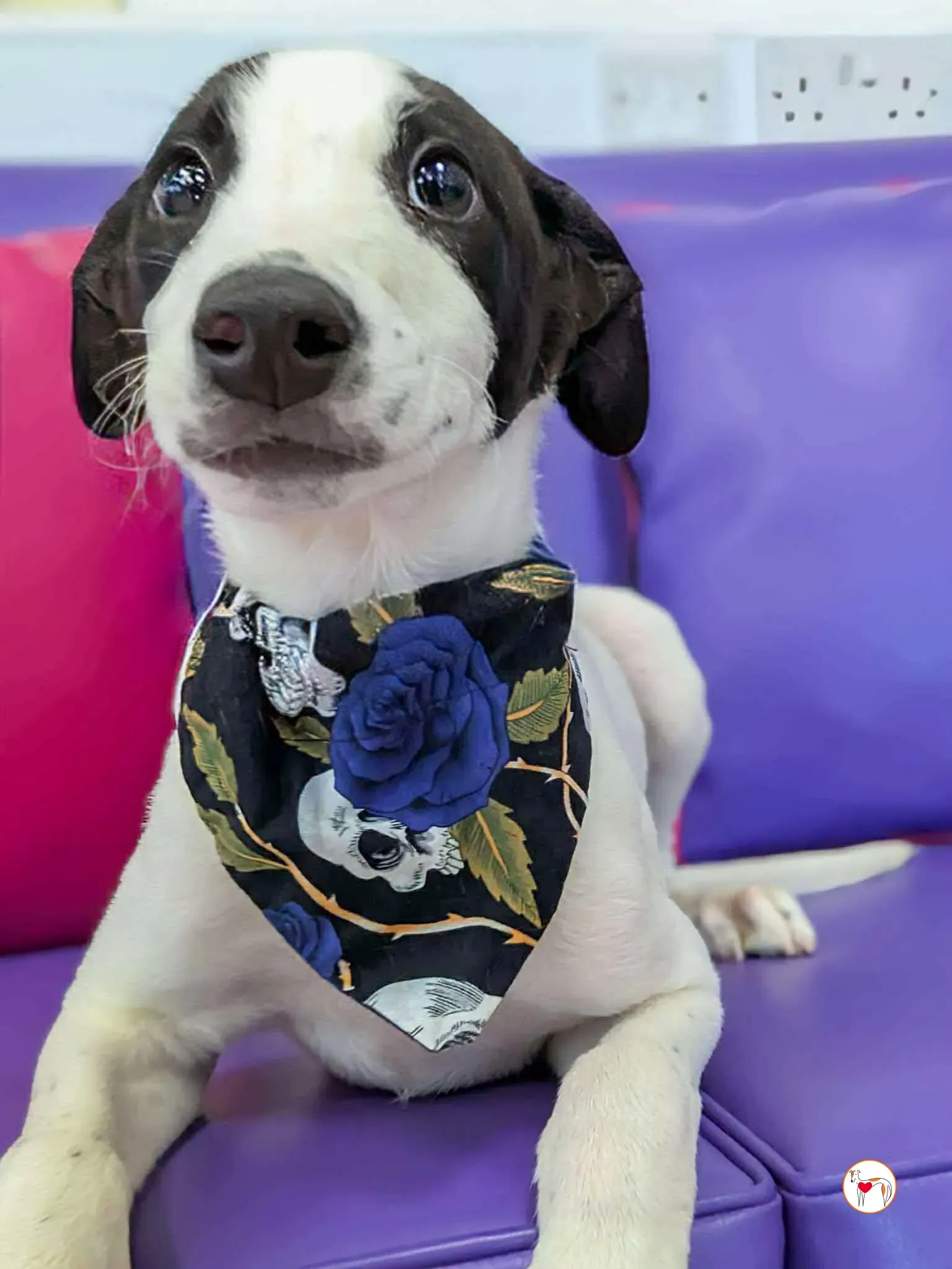 josh grey cucciolo adozione 07