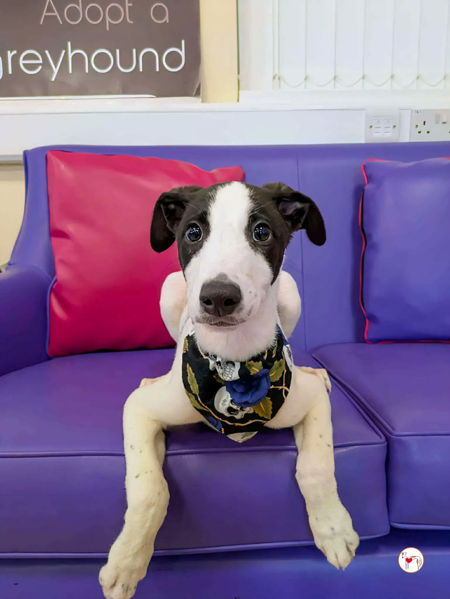 josh grey cucciolo adozione 08