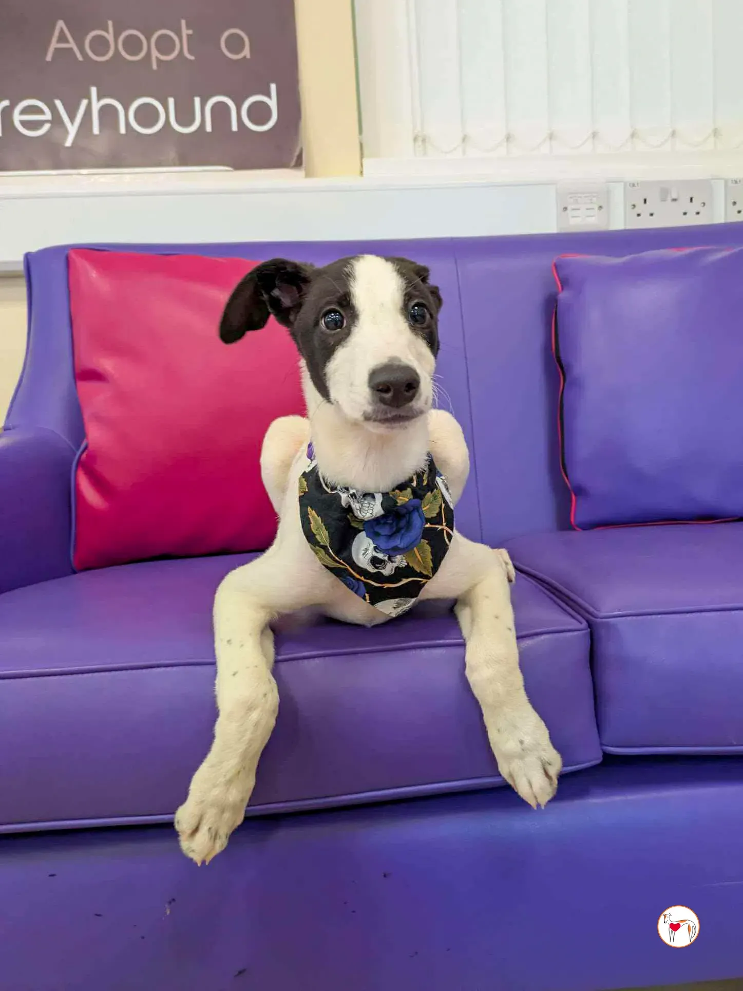 josh grey cucciolo adozione 09