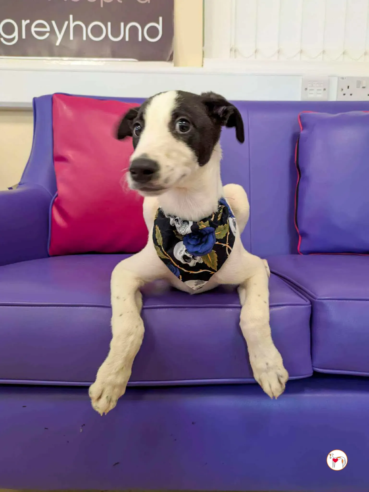 josh grey cucciolo adozione 10