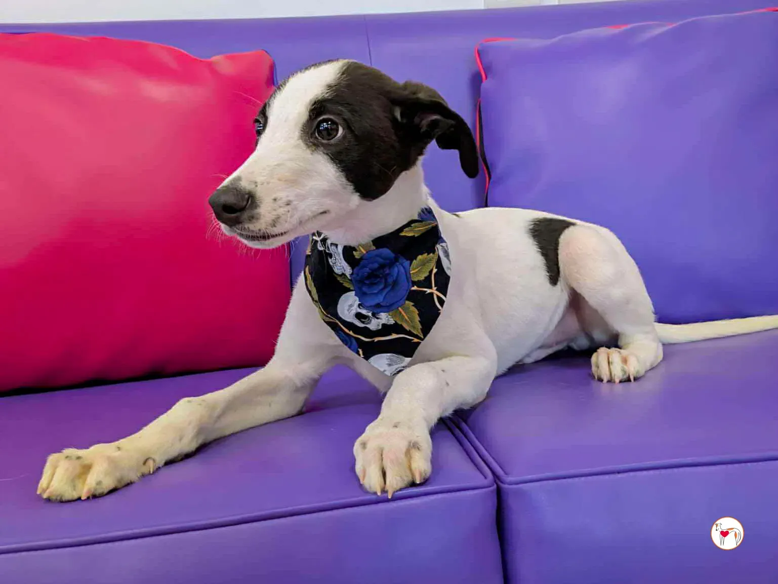 josh grey cucciolo adozione 11