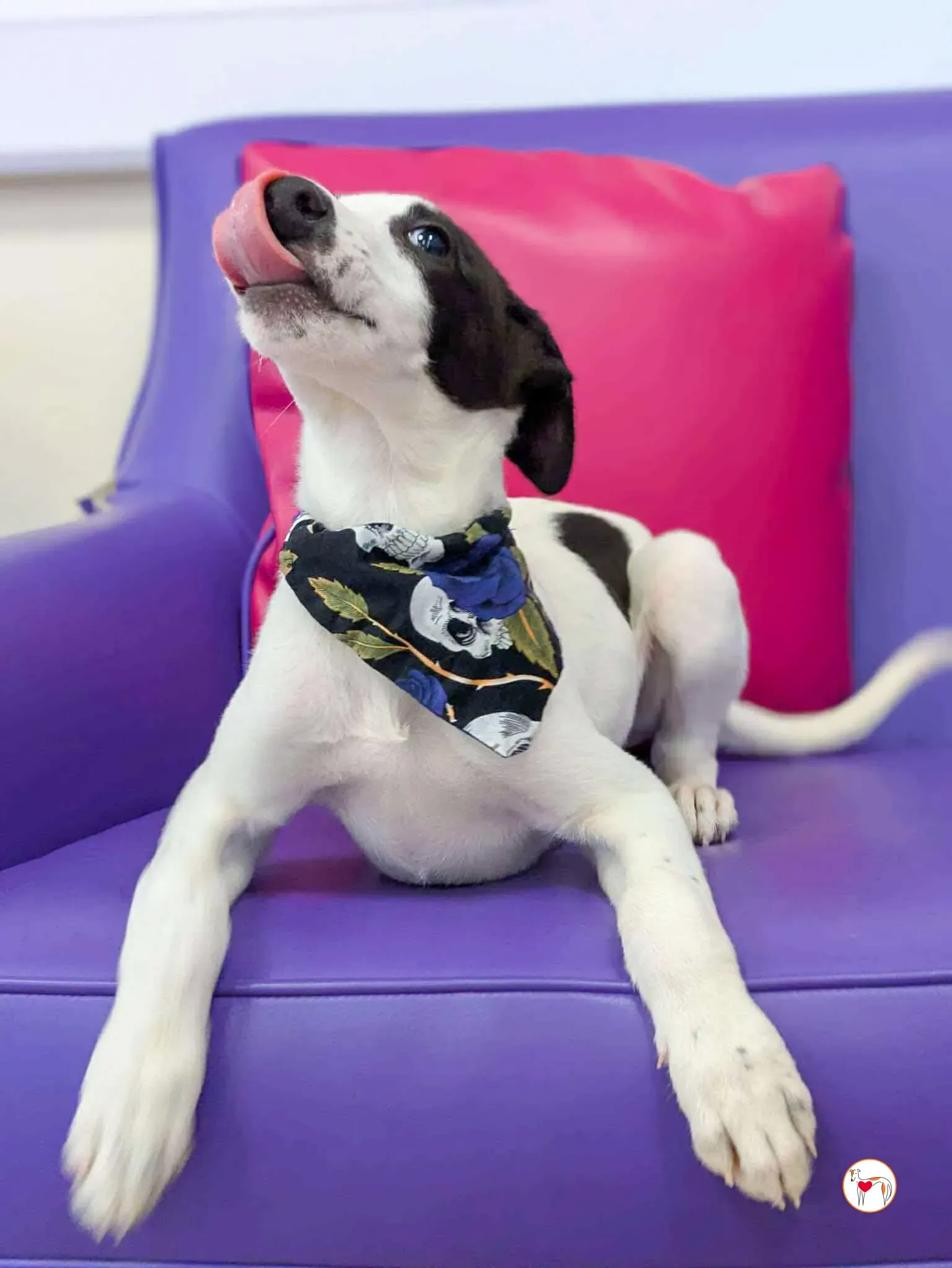 josh grey cucciolo adozione 12