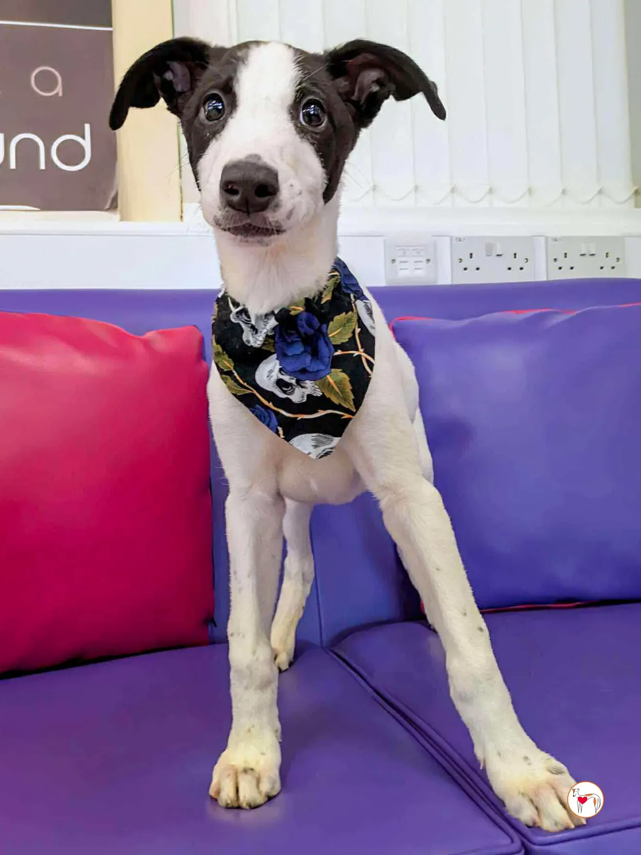 josh grey cucciolo adozione 13