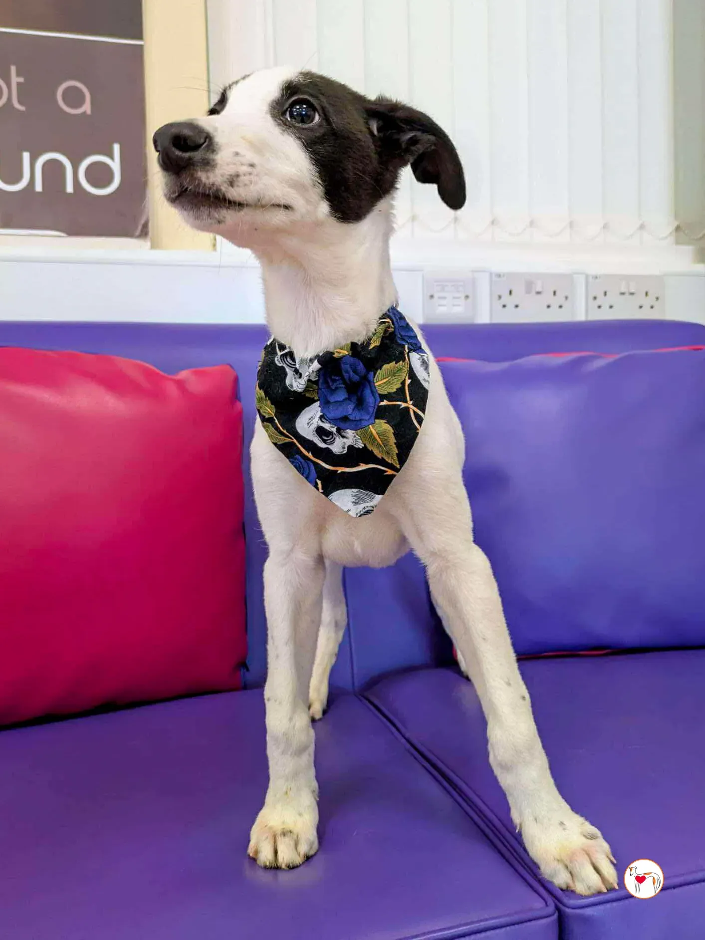 josh grey cucciolo adozione 15