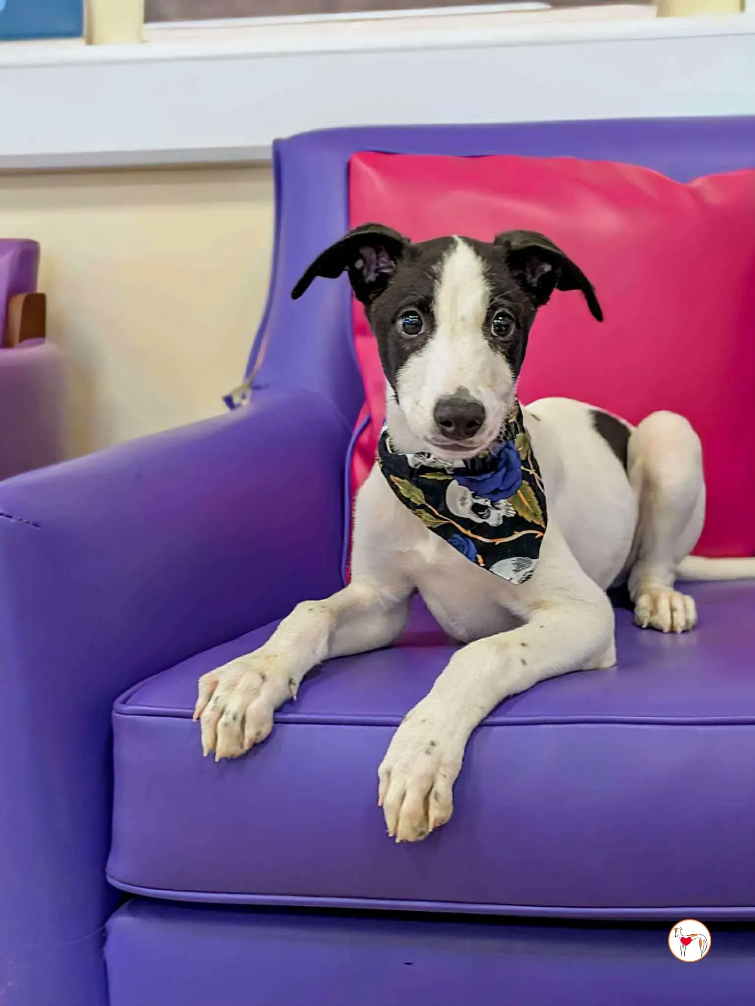 josh grey cucciolo adozione 16