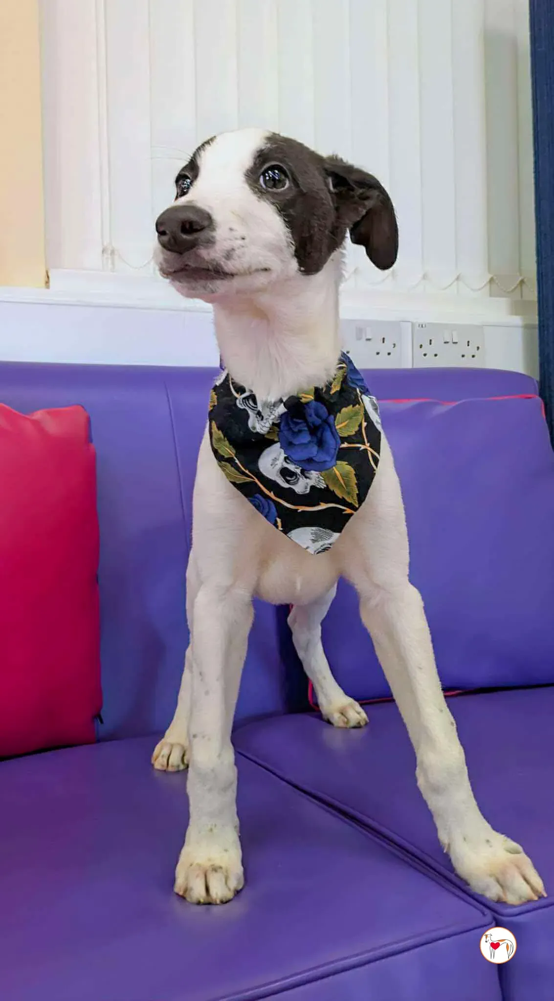 josh grey cucciolo adozione 17