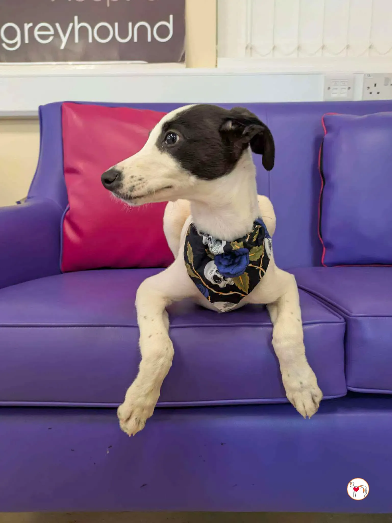 josh grey cucciolo adozione 18