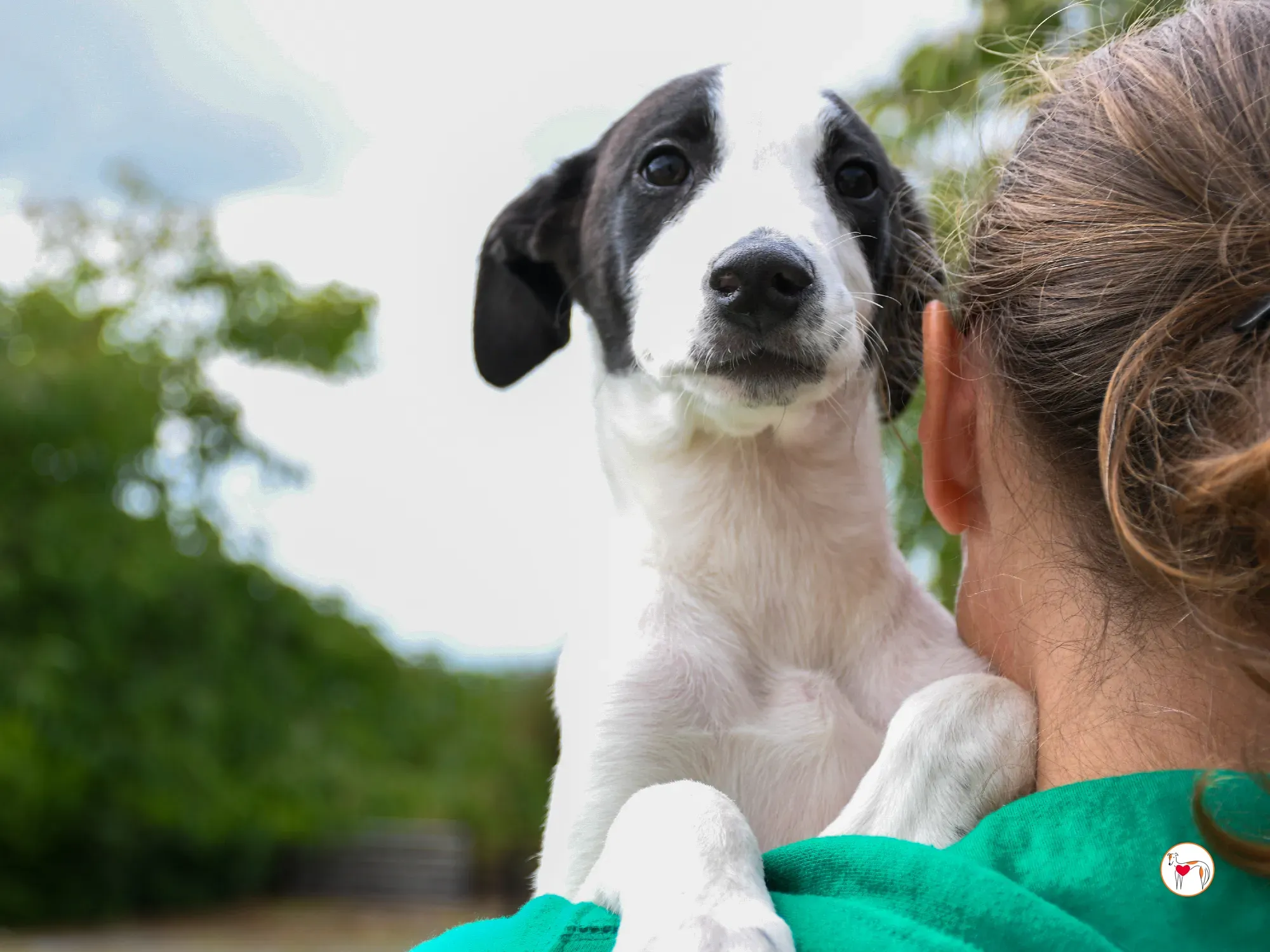 josh grey cucciolo adozione 19
