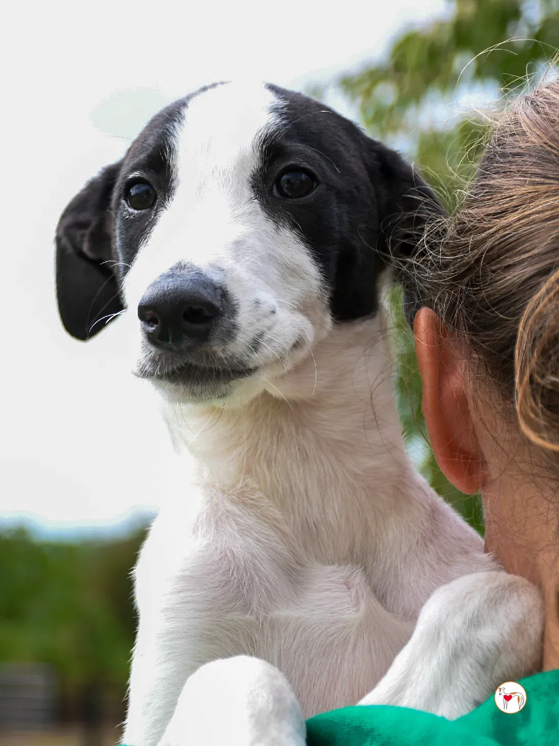 josh grey cucciolo adozione 20