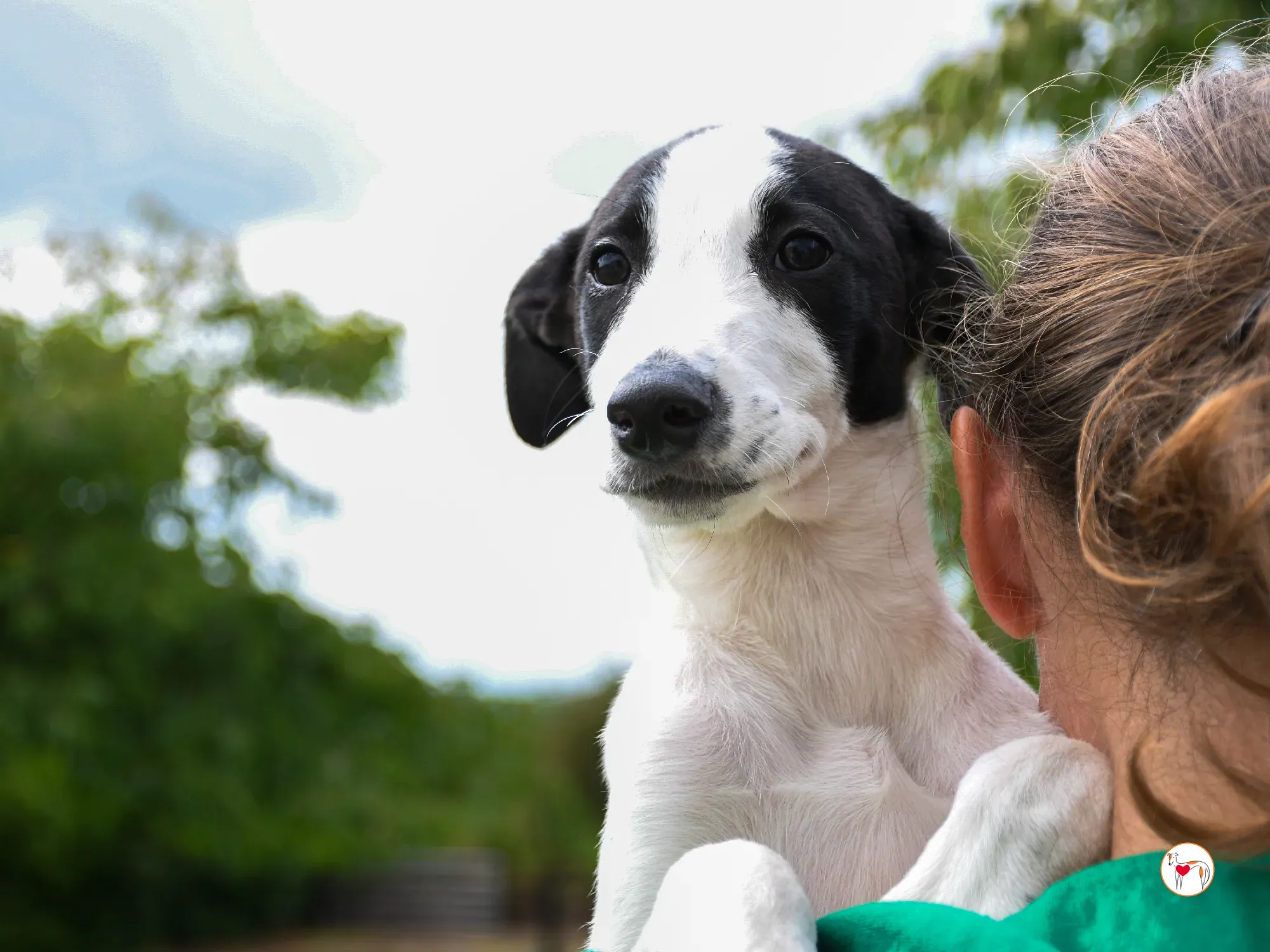 josh grey cucciolo adozione 21