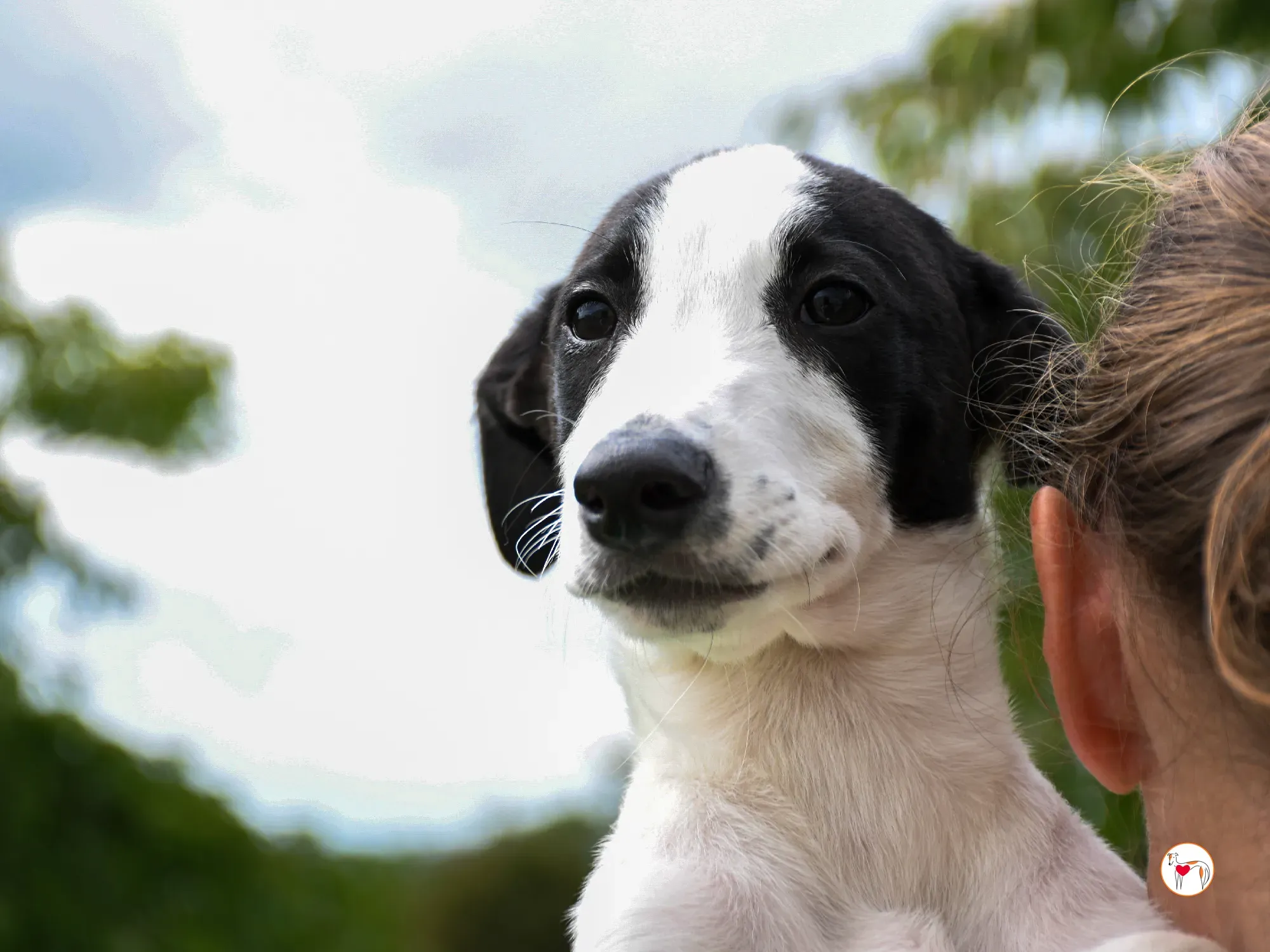 josh grey cucciolo adozione 22