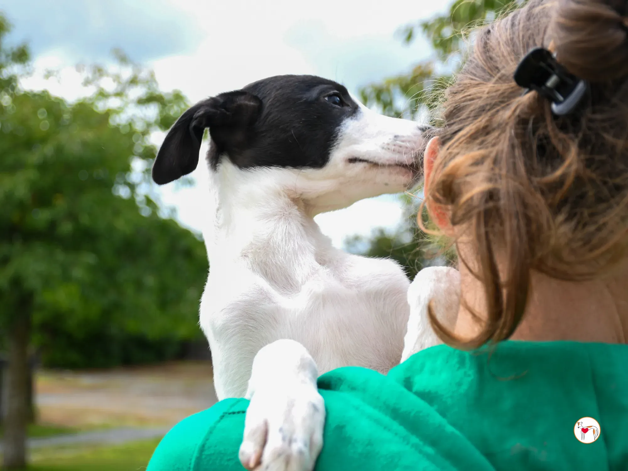 josh grey cucciolo adozione 23