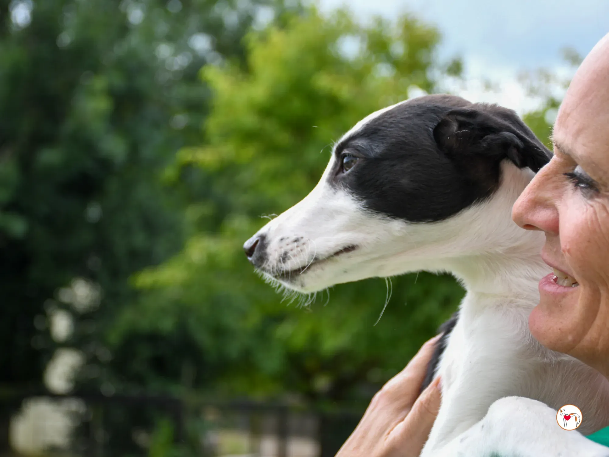 josh grey cucciolo adozione 24