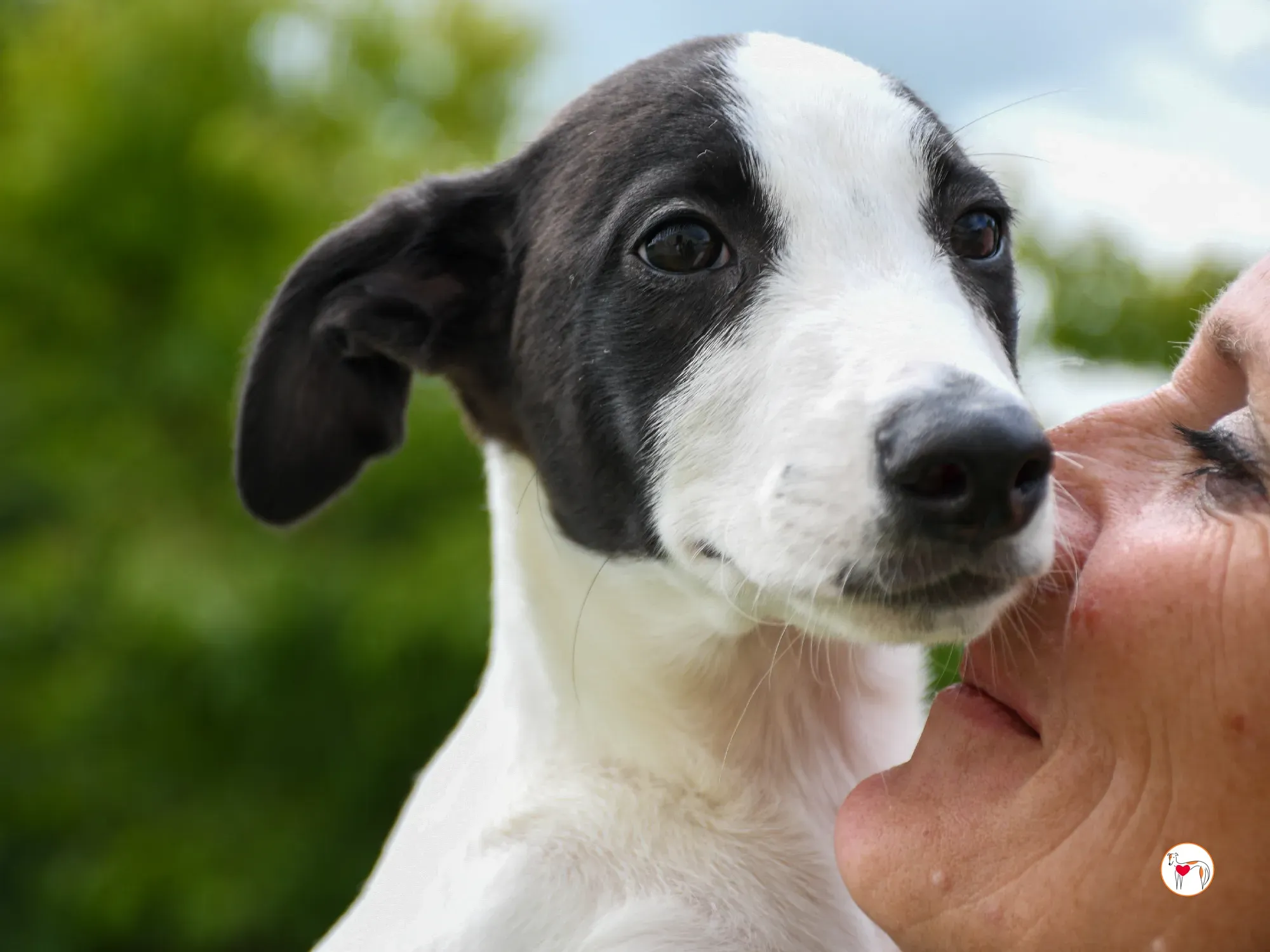 josh grey cucciolo adozione 25