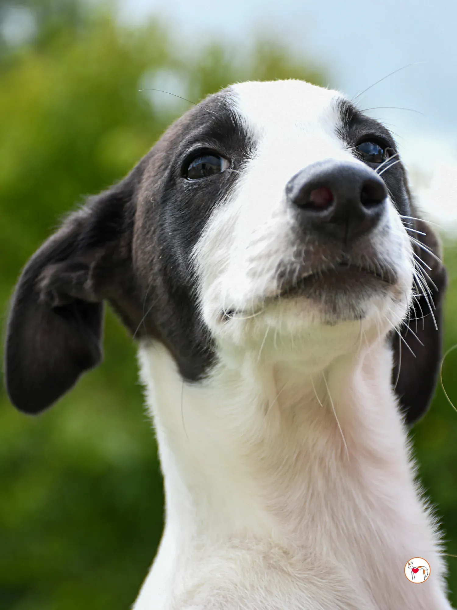 josh grey cucciolo adozione 26