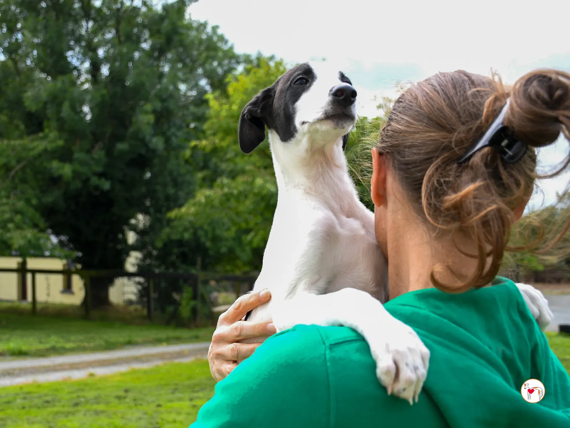 josh grey cucciolo adozione 27