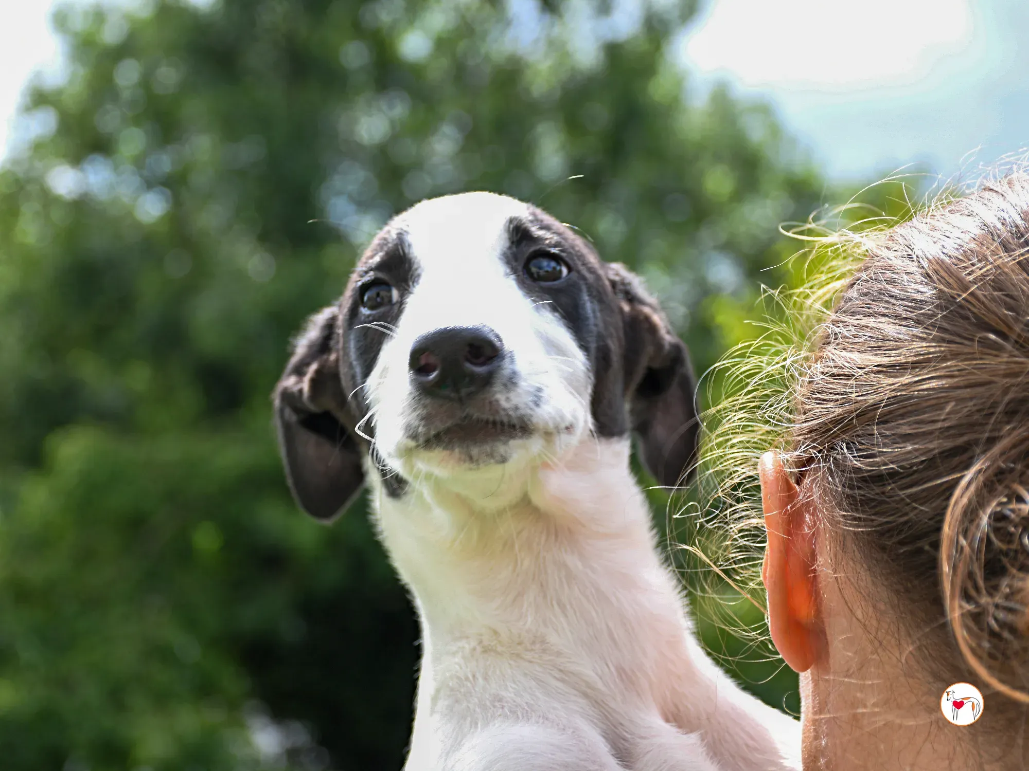 josh grey cucciolo adozione 28