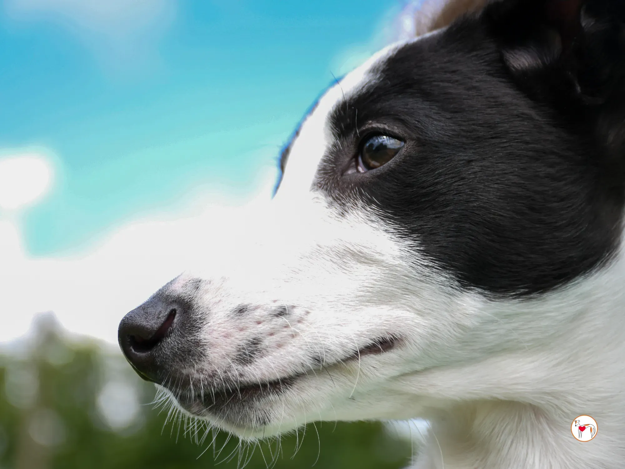 josh grey cucciolo adozione 29