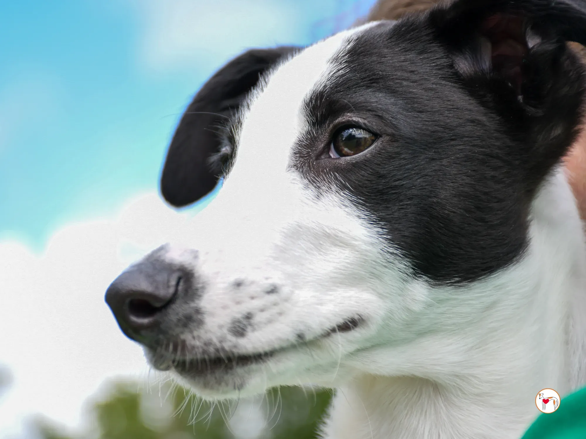 josh grey cucciolo adozione 30